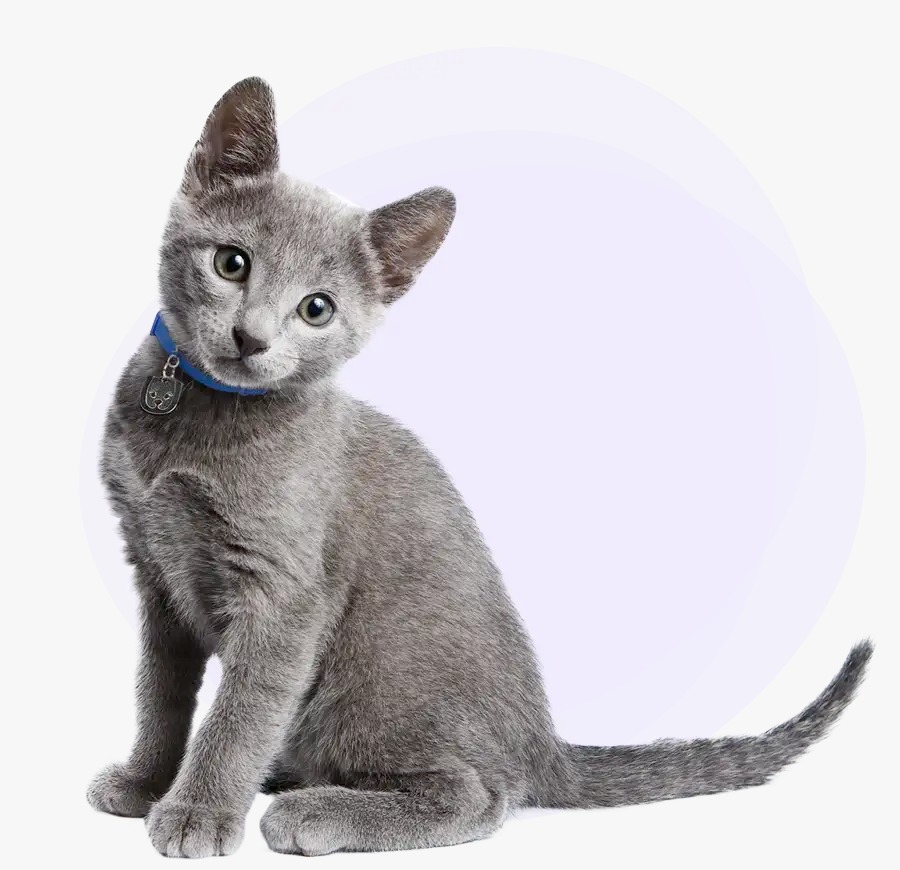 قطة أليفة ضمن برنامج الرعاية PetPal