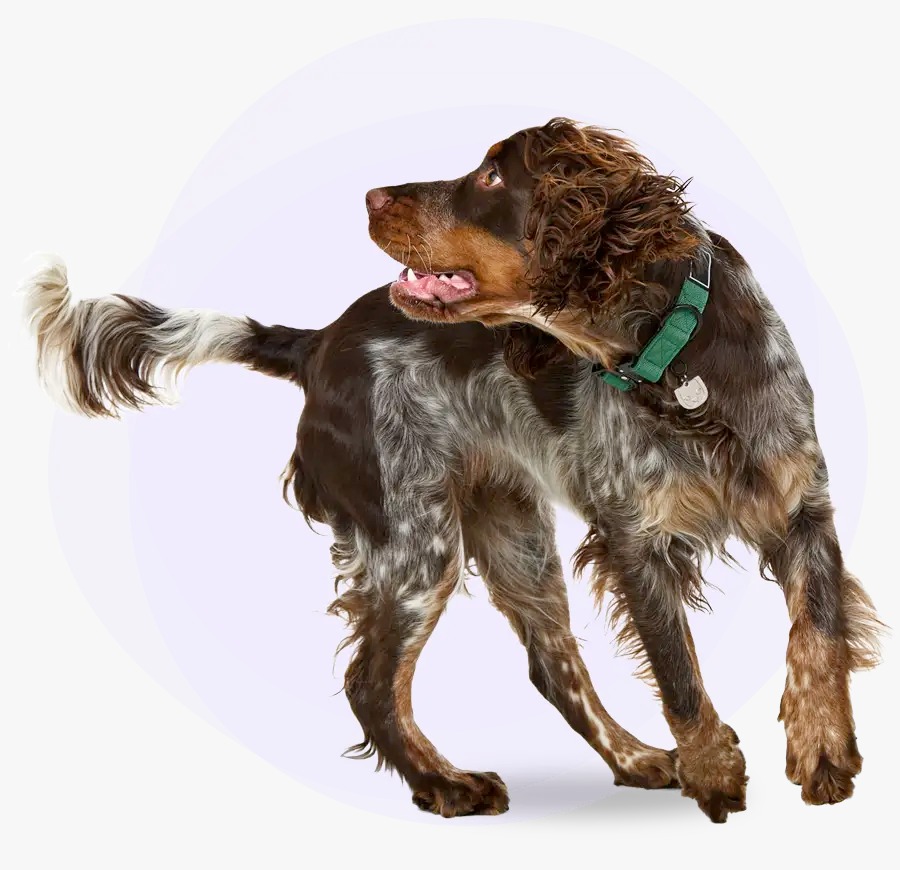 كلب أليف ضمن برنامج الرعاية PetPal